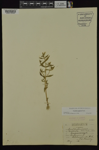 Gratiola neglecta image