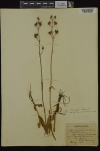 Penstemon laxiflorus image