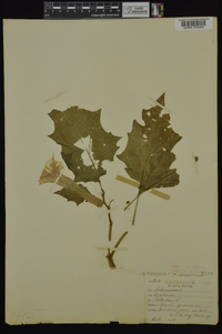 Datura stramonium image