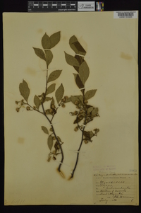 Styrax americanus image