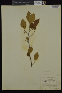 Styrax americanus image