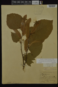 Tilia americana var. caroliniana image