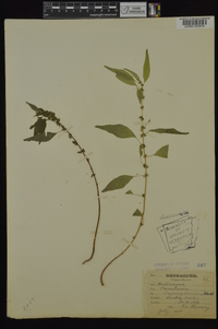 Parietaria pensylvanica image