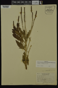 Image of Verbena × moechina