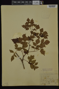 Ampelopsis arborea image