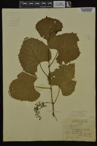 Vitis vulpina image