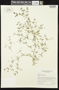 Galium obtusum image