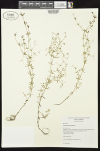 Galium obtusum image