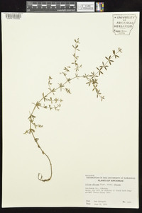 Galium obtusum subsp. obtusum image