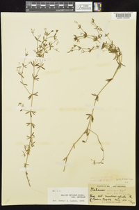 Galium obtusum image