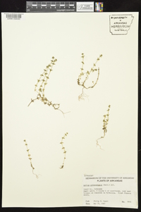 Cruciata pedemontana image