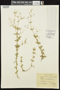 Galium pilosum image