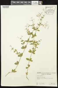 Galium pilosum image