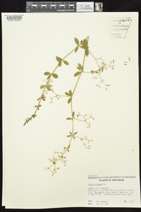 Galium pilosum image