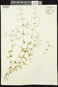 Galium pilosum image