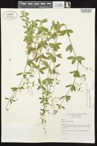 Galium pilosum image