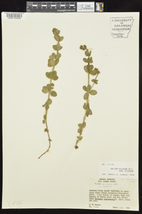 Galium pilosum image