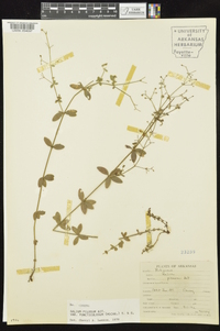 Galium pilosum image