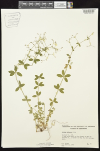 Galium pilosum image