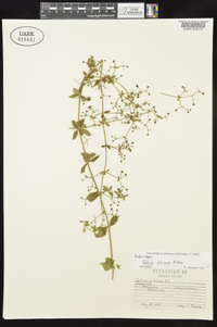 Galium pilosum image