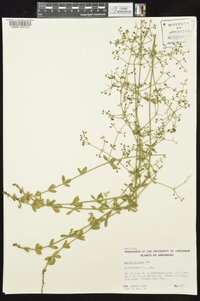 Galium pilosum image