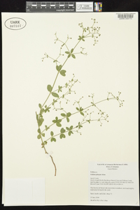 Galium pilosum image