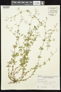 Galium pilosum image