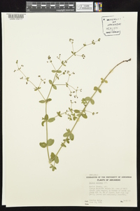 Galium pilosum image