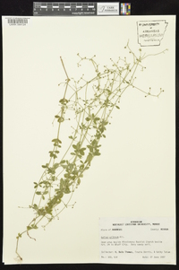 Galium pilosum image