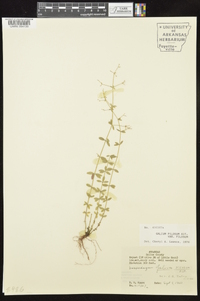 Galium pilosum image