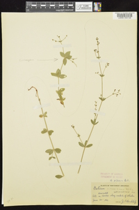 Galium pilosum image