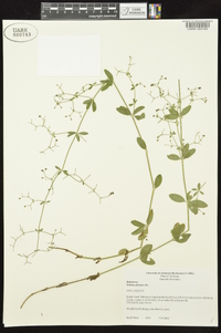 Galium pilosum image