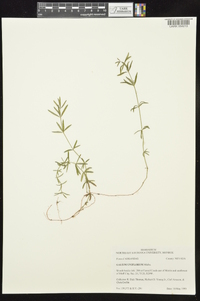 Galium uniflorum image