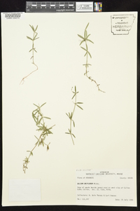 Galium uniflorum image