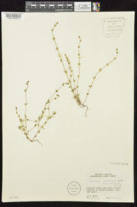 Galium virgatum image