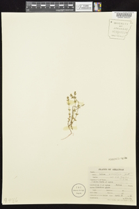 Galium virgatum image