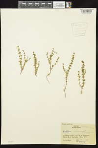 Galium virgatum image