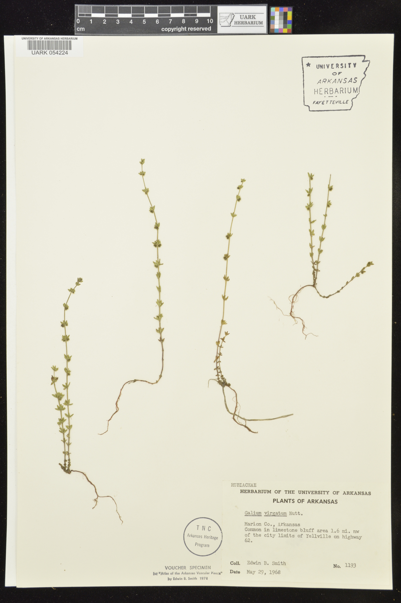 Galium virgatum image