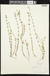 Galium virgatum image