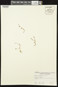 Stenotis australis image