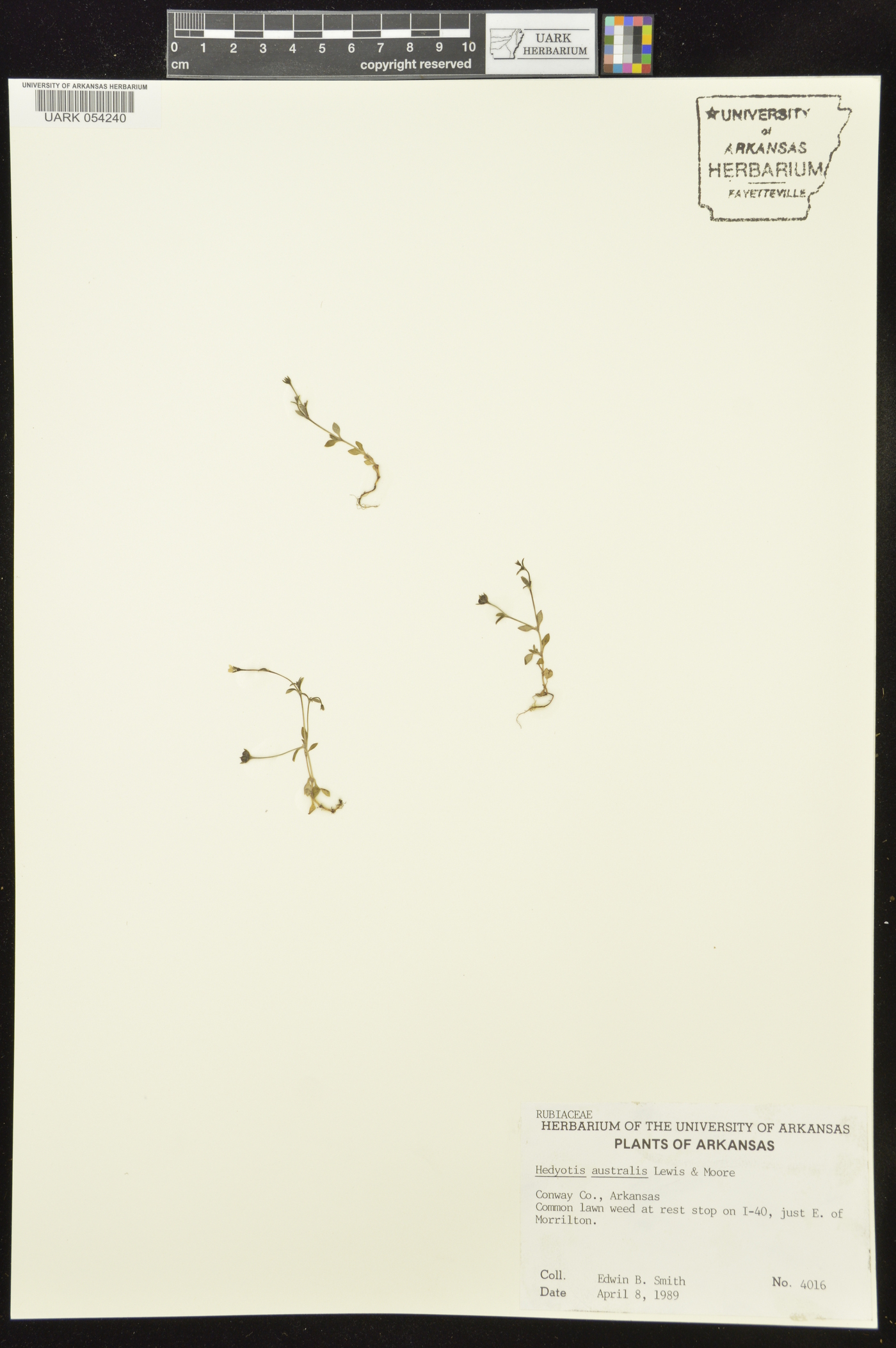 Stenotis australis image