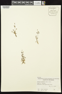 Houstonia micrantha image