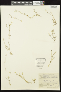 Hedyotis australis image