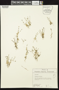 Houstonia micrantha image