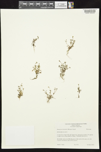 Houstonia micrantha image