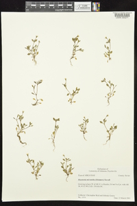 Houstonia micrantha image