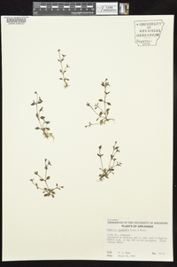 Houstonia micrantha image