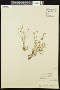 Hedyotis caerulea image