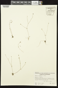Hedyotis caerulea image
