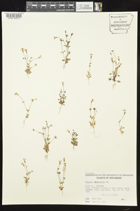 Houstonia pusilla image